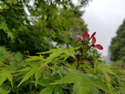 萬(wàn)綠叢中一點(diǎn)紅