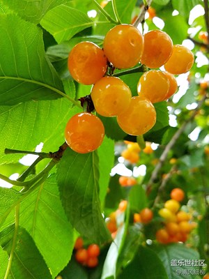 蒼翠欲滴紅櫻桃——三星Galaxy  S7 專業(yè)模式體驗（三）