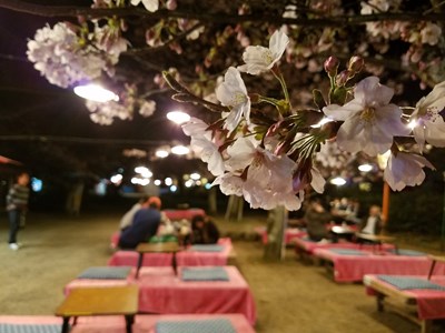 京都夜櫻