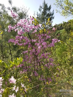 杜鵑花開