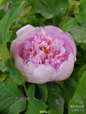 小7的花開時間