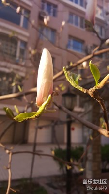含苞待放，玉蘭花開