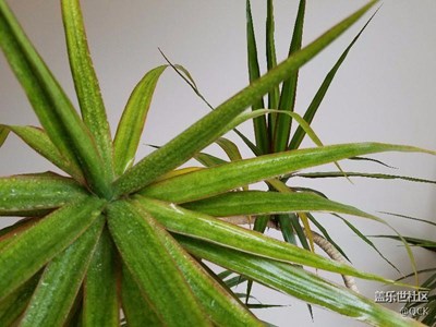 兩葉草