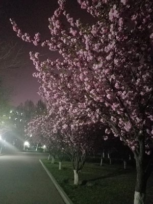 夜之櫻花
