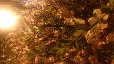終于有點(diǎn)春天的味道了！