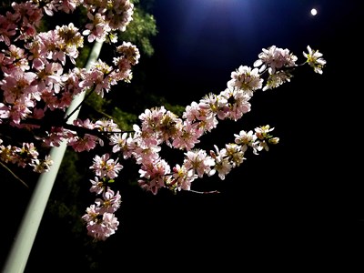 夜·櫻