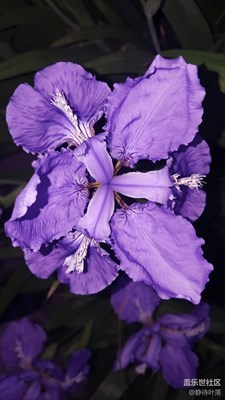 花開