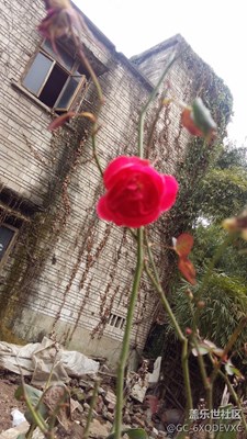 花??