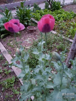 罌粟花