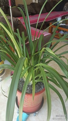 家里的花