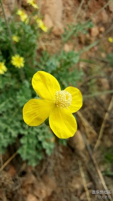 哪里的花