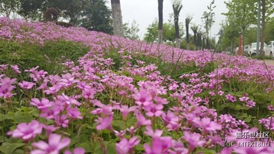 我也發(fā)照片