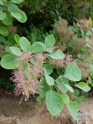 這花兒叫什么2