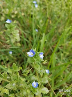 這花兒叫什么1
