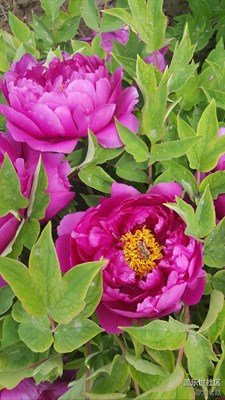 花