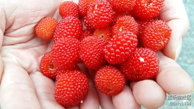 春天的那些花和果實(shí)