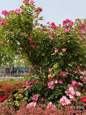 ［春妝］+鄭州+花與芽