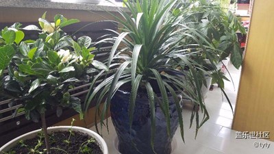 花花草草
