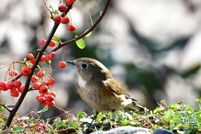 【春去花還在，人來鳥不驚】