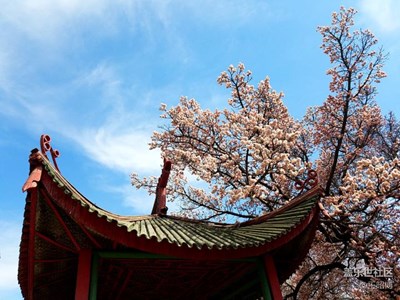 那年杏花微雨，也許一開始便是錯。王昭博