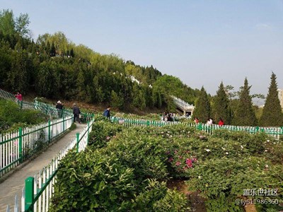 牡丹園賞花