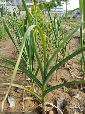 單位小菜園，馬上吃上無公害蔬菜了