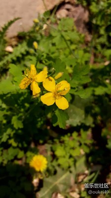 小花和大樹