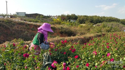 【勞動者的歌】+云南省曲靖市馬龍縣+采玫瑰花者