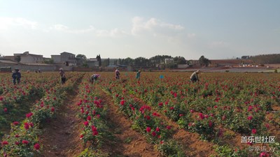 【勞動(dòng)者的歌】+云南省曲靖市馬龍縣+花海勞作者