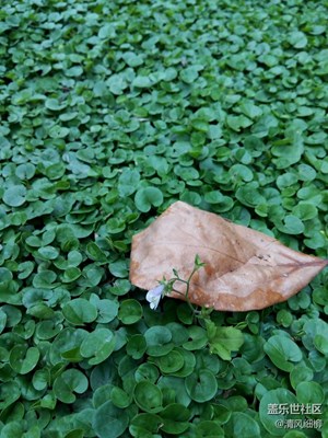 綠萍枯葉伴花生——五一隨拍