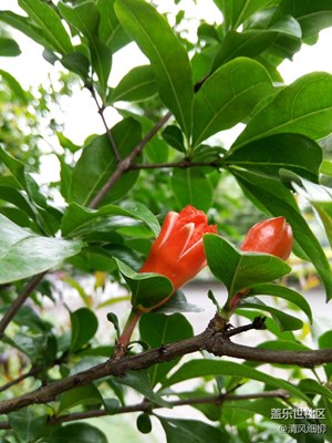 初夏五月賞花去————五一隨拍（2）