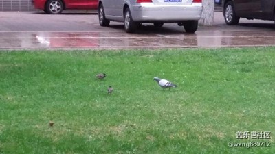 鳥與鴿子