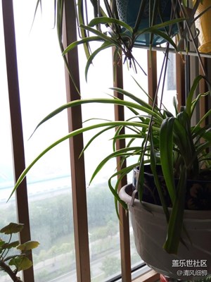 清晨23層陽(yáng)臺(tái)的花