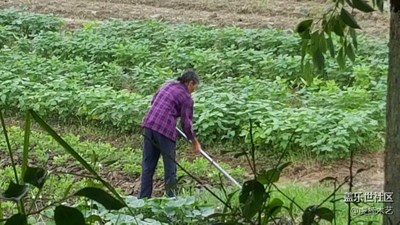 【勞動(dòng)者的歌】+贛州+媽媽是一幅勞作的畫（1）