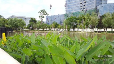 簽到，人工湖