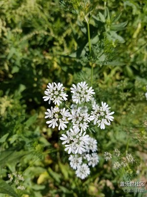 啥花？