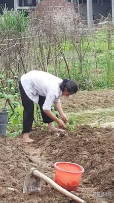 【勞動(dòng)者的歌】+贛州+媽媽是一幅勞作的畫（7）
