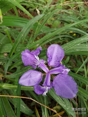 這是什么花？