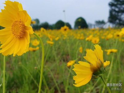 小花兒