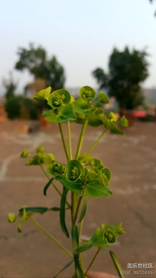 生命之花