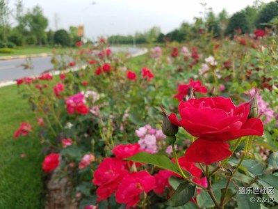 小花