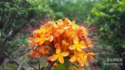 真正的無憂花