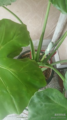 滴水觀音