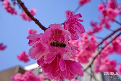 爛漫櫻花