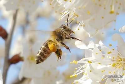 ”蜜“戀花