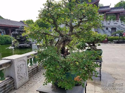 s7平板，惠州西湖
