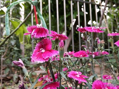 石竹花開——簡(jiǎn)單的艷麗
