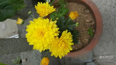 去留無意花正放