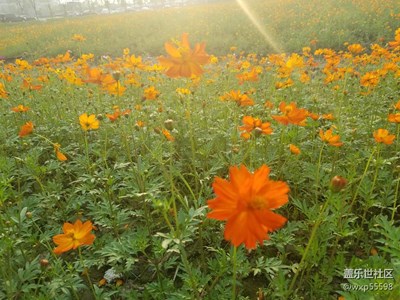 蕭山花海