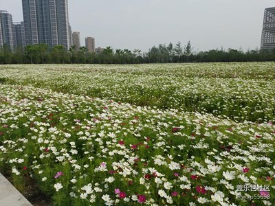蕭山花海